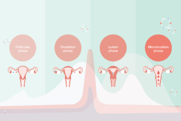 Four Stages of Menstrual Cycle